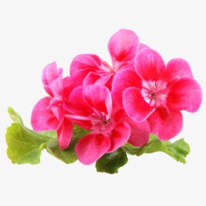 Rose Geranium