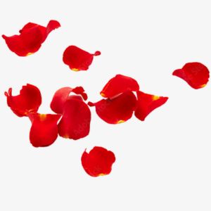 Rose Petals
