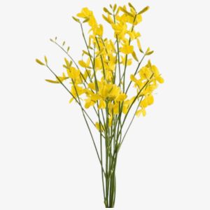 Broom