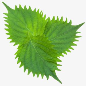 Shiso