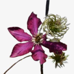 Silk Vine