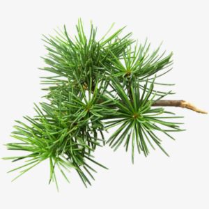 Silver Pine