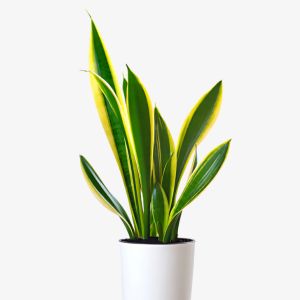 Snake Plant