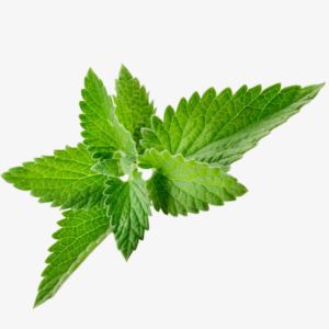 Spearmint