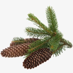 Spruce