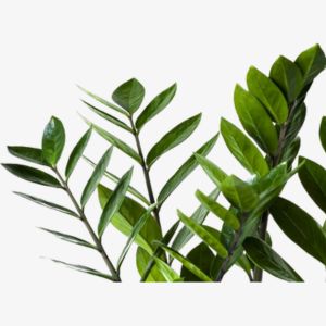 Stems Greens