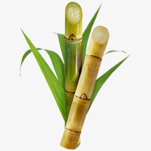 Sugar Cane
