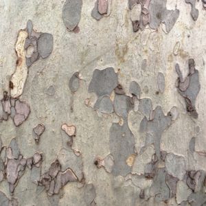 Sycamore