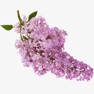 Syringa