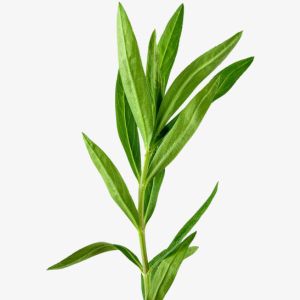 Tarragon
