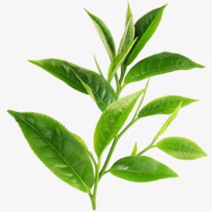 Tea Leaf