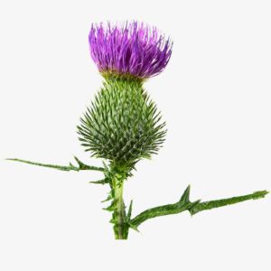 Thistle