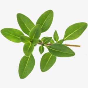 Thyme