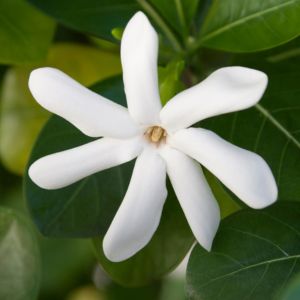 Tiare Flower