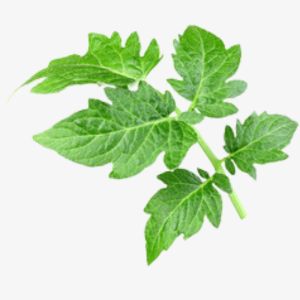 Tomato Leaf