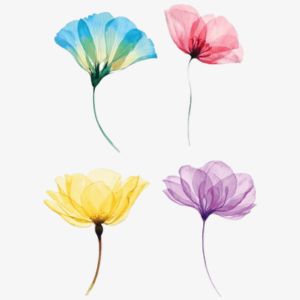 Transparent Flowers