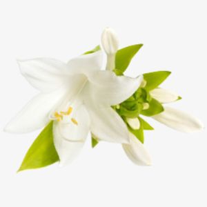 Tuberose