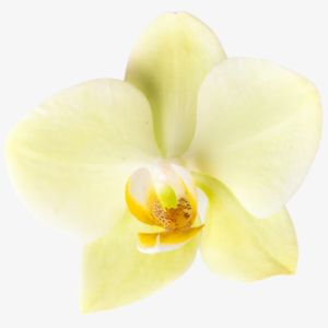 Vanilla Flower
