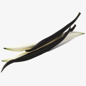 Black Vanilla