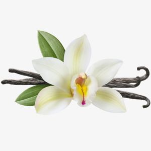 Vanilla Orchid