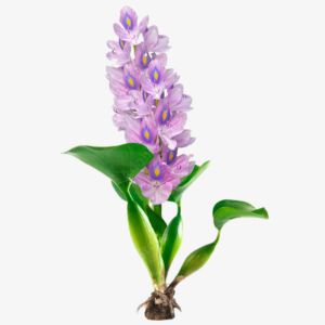 Water Hyacinth