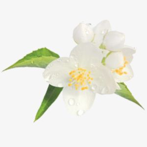 Water Jasmine