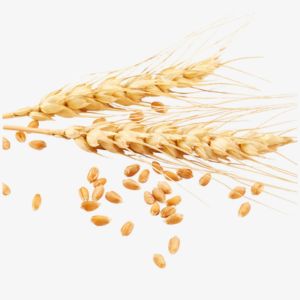 Wheat