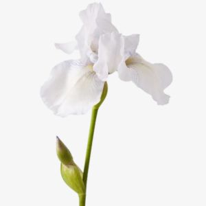 White Iris