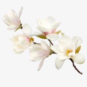 White Magnolia