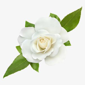 White Rose