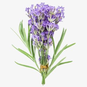 Wild Lavender