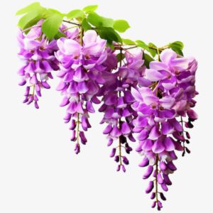 Wisteria
