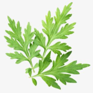 Wormwood