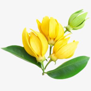 Ylang-Ylang